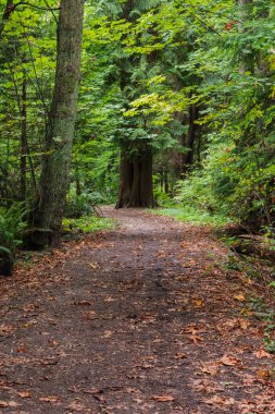 Ormanda çakıl yolu