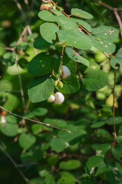 Böğürtlen, balmumu, veya hayalet çileği çalıları