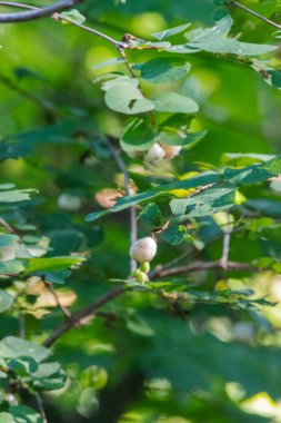 Böğürtlen, balmumu, veya hayalet çileği çalıları