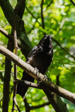 Siyah karga bir dala tünedi.