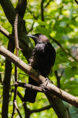 Siyah karga bir dala tünedi.