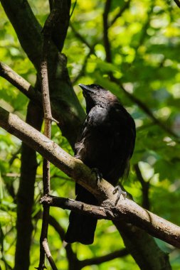 Siyah karga bir dala tünedi.