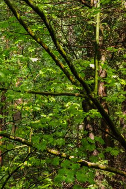 Asma Akçaağaç (Acer circinatum)