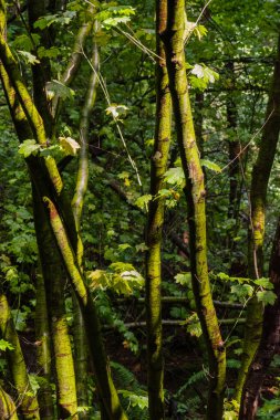 Asma Akçaağaç (Acer circinatum)
