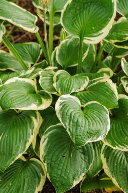 Hosteslerin ya da zambak yapraklarının yakınına