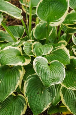 Hosteslerin ya da zambak yapraklarının yakınına