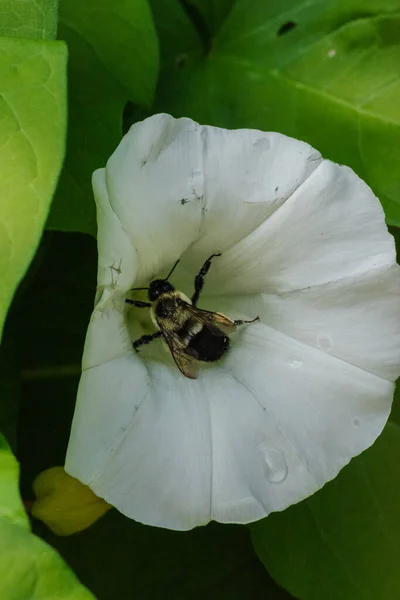 çalılıklardaki yaban arısı, Rutland güzelliği, borazan, ilahi trompetler, çan bağı, ya da yataktan fırlayan nine (Calystegia sepium) çiçeği