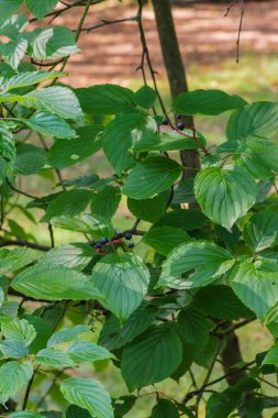 güneş ışığı Dogwood (Cornus alternifolia)