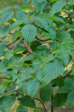 güneş ışığı Dogwood (Cornus alternifolia)