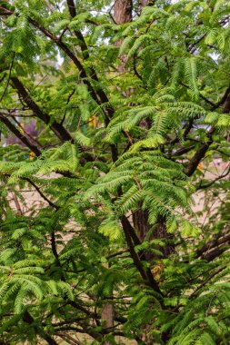 Bereketli yeşil şafak ağacı dalları