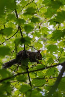 Orman tepe örtüsünde bir sincap
