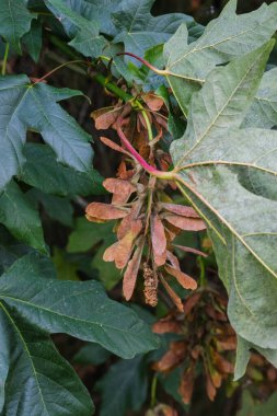Ağaçta bir sürü kuru akçaağaç tuşu