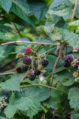 Böğürtlen çalılığında böğürtlen (rubus americanus)