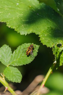bir yaprağın üzerinde uçan sinek