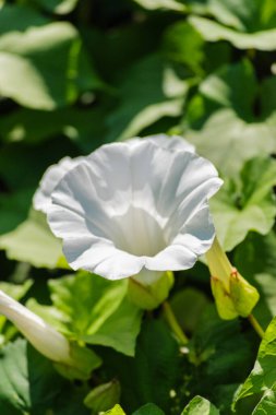Çit yosunu, Rutland güzelliği, borazan, ilahi trompetler, çan bağı ya da yataktan fırlayan nine (Calystegia sepium)