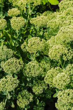 Hylotelephium spectabile (Sedum spectabile)