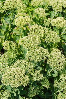 Hylotelephium spectabile (Sedum spectabile)