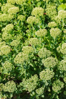 Hylotelephium spectabile (Sedum spectabile)