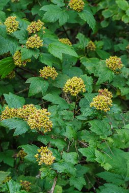 Pasifik Ninebark veya uzun ninebark (Physocarpus capitatus)