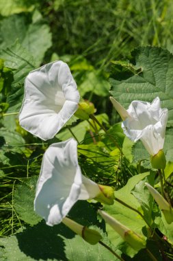 Çit yosunu, Rutland güzelliği, borazan, ilahi trompetler, çan bağı ya da yataktan fırlayan nine (Calystegia sepium)