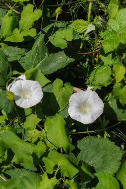 Çit yosunu, Rutland güzelliği, borazan, ilahi trompetler, çan bağı ya da yataktan fırlayan nine (Calystegia sepium)