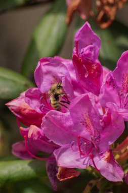 Arılar rhododendron çiçeklerini döllüyor