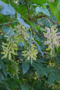 Ağaçta akçaağaç tuşları yığını