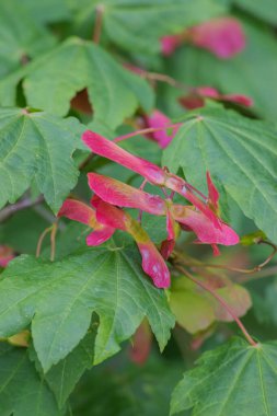 Parlak kırmızı akçaağaç tuşları