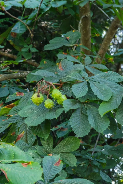 At kestanesi (Aesculus hippocastanum)