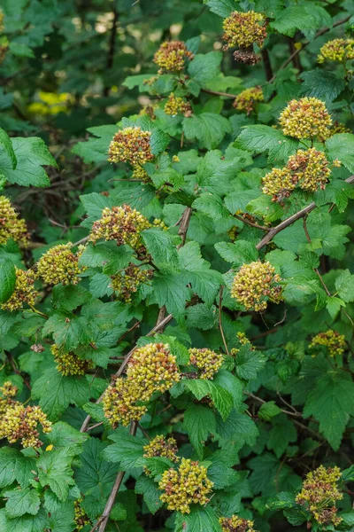 Pasifik Ninebark veya uzun ninebark (Physocarpus capitatus)
