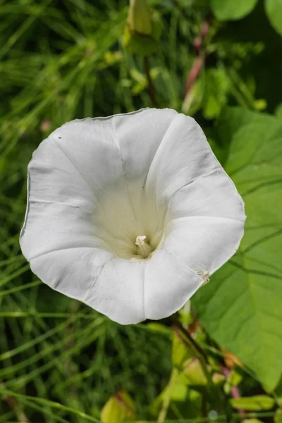 Çit yosunu, Rutland güzelliği, borazan, ilahi trompetler, çan bağı ya da yataktan fırlayan nine (Calystegia sepium)