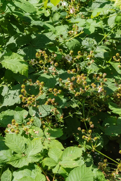 Olgunlaşmamış böğürtlen güneşte