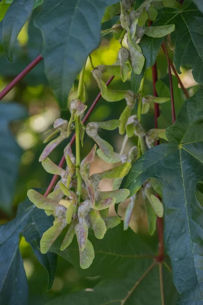 Akçaağaç tuşu demetlerinin kapatılması