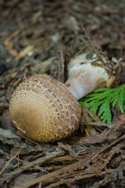 Orman zemininde şemsiye mantarı (Macrolepiota procera)