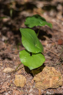 Vadinin sahte zambaklarına, yılan üzümlerine ya da iki yapraklı Süleyman 'ın yapraklarına yakın durun.