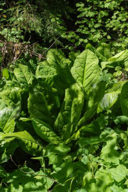 Batı kokarca lahanası üzerine güneş ışığı, sarı kokarca lahanası, Amerikan kokarca-lahanası veya bataklık feneri (Lysichiton americanus)