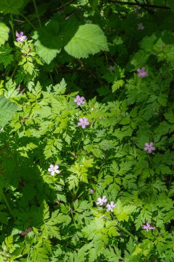 Herb Robert (Sardunya robertianum)