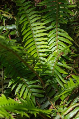 Fern Kılıcı (polistichum munitum)