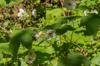 Günışığı gökkuşağı çiçekleri (Rubus parviflorus)