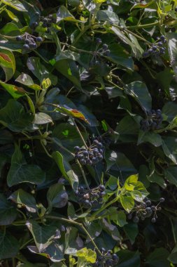 Ivy (Hedera helix İngilizce)