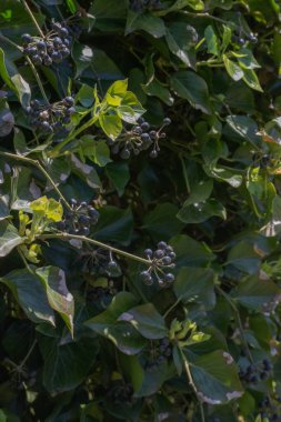 Ivy (Hedera helix İngilizce)