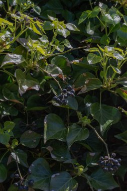 Ivy (Hedera helix İngilizce)