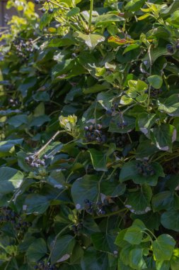 Ivy (Hedera helix İngilizce)