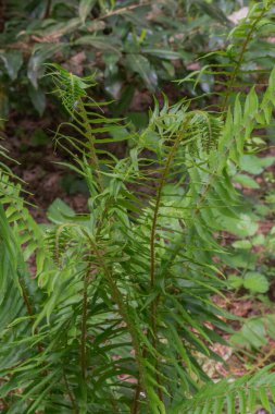 Fern Kılıcı (polistichum munitum)