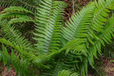Fern Kılıcı (polistichum munitum)