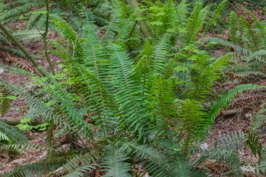 Fern Kılıcı (polistichum munitum)