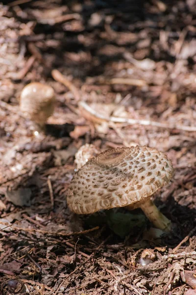 Orman zemininde şemsiye mantarı (Macrolepiota procera)