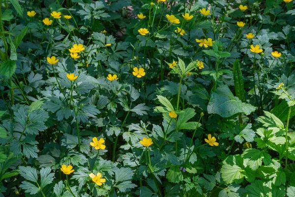 sürünen düğün çiçeği (ranunculus repen)