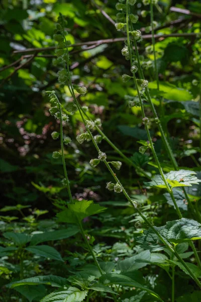 Tellima grandiflora, büyük çiçek tellima, ya da püsküllü kaplar.