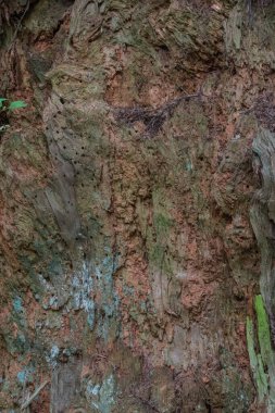 Çürüyen ağaç kütükleri ve gövdeleri.